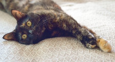A multicolored cat lies relaxed on a sofa.