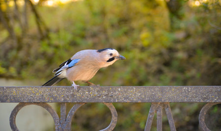 Jay bird in Kislovodsk park.の写真素材