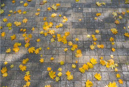 Brick background. Gray brick paving stones on the sidewalk with autumn leaves. Top view. Close-up, selective focus, copy spaceの写真素材