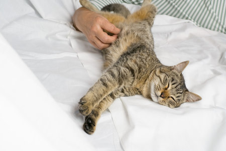 gray tabby cat with a womans hand on a white background. World Pet Day.