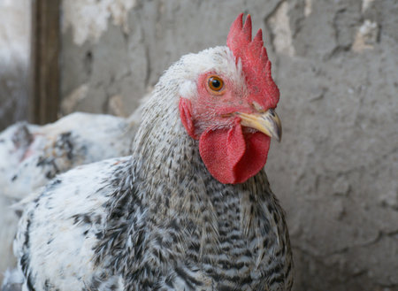 Young white cockerel in a free-range chicken coop on a rural farm