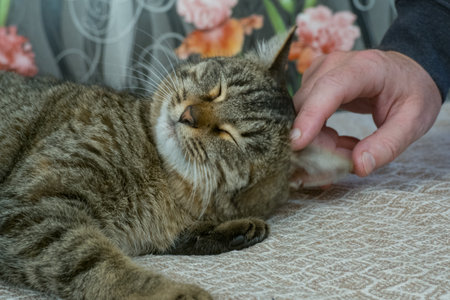 A man's hand strokes a gray cat sleeping on a brown sofaの写真素材