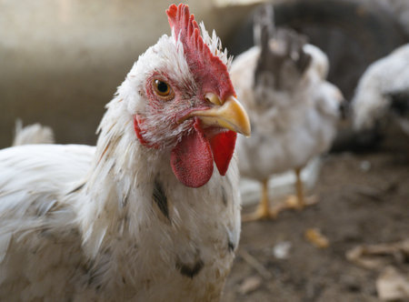 Young white cockerel in a free-range chicken coop on a rural farm.
