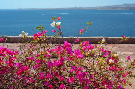 White-blue architecture on the seashore. Pink flowers on the stairs overlooking the seaの写真素材