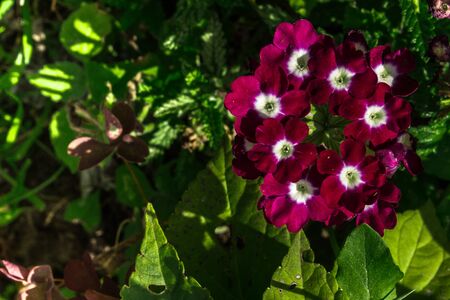 Beautiful, blooming small flowersの写真素材