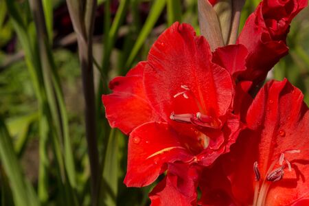 Gladioliの写真素材