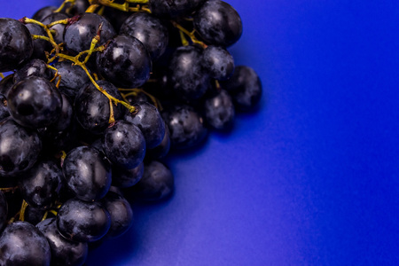 A dark blue grape cluster on a bright blue background. Healthy eating.の写真素材