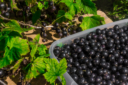 Black currant. Collect berries. Black currant in a container. Currants from the bush. Blackcurrant bush. Garden.の写真素材