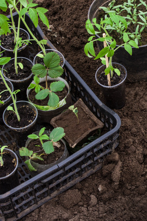 Seedlings of young tomatoes, strawberries. Garden tools. Gardening concept.の写真素材