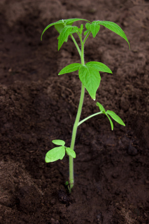 Sprout of a young tomato in a greenhouse. Growing tomatoes. Agriculture. Horticulture.の写真素材