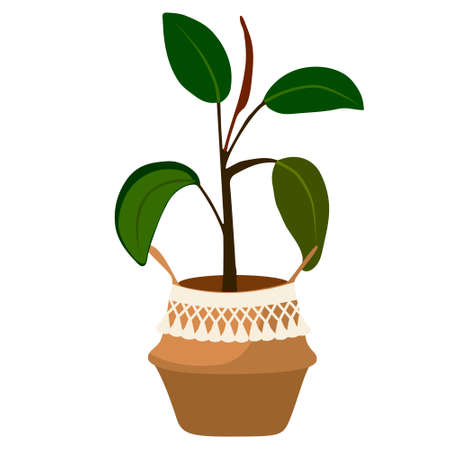 Ficus in the basketのイラスト素材