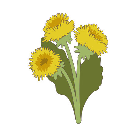 Bouquet of dandelions isolated on white background. Vector illustration.のイラスト素材