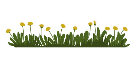 Summer or Spring Green Grass isolated on white background. Long format. Yellow dandelions. Vector illustrationのイラスト素材