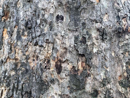 Very detailed tree bark texture. Close-up tree structureの写真素材