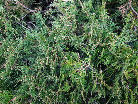 Background texture of a fluffy green branches of a Bush. Green twigsの写真素材