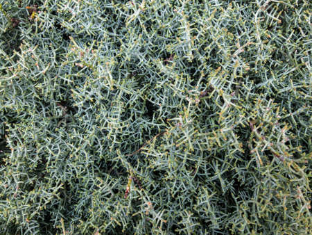 Background texture of a fluffy green branches of a Bush. GrBackground texture of a fluffy green branches of a Bush. Green twigs. Busheen twigsの写真素材