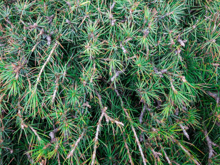 Background texture of fluffy tree branches. Green branches of spruce, fir, pineの写真素材