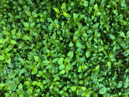 Green leaves and grass on the street. The view from the top. Abstract green grass background. Photo green grass, small green leaves.の写真素材