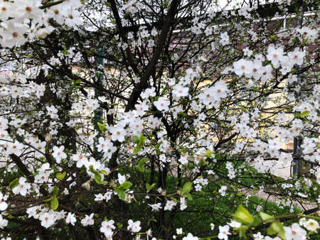 Close up of white cherry blossom in full bloom. Cherry flowers in small clusters on a cherry tree branch. Sakura Japanese cherry blossoms in the botanic garden.の写真素材