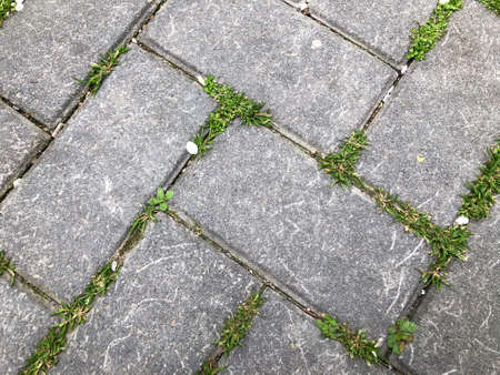 square mesh block, concrete stone or marble tile. Sidewalk tiles with green grass in the garden, used for background and texture.の写真素材