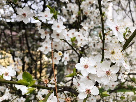 Close up of white cherry blossom in full bloom. Cherry flowers in small clusters on a cherry tree branch. Sakura Japanese cherry blossoms in the botanic garden.の写真素材