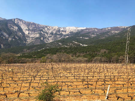 Beautiful view of the vineyards and high mountains. Walk uphill through a dry grass field with vineyards.の写真素材