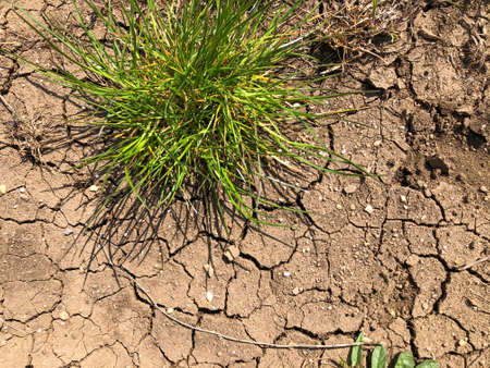 Cracked earth and green grass. The view from the topの写真素材
