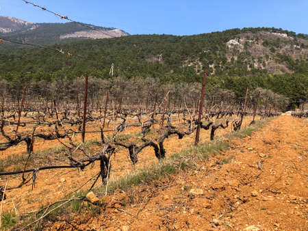 Beautiful view of the dry vineyards and high mountains.の写真素材