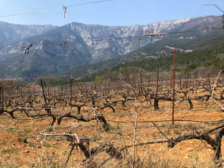 Beautiful view of the vineyards and high mountains. Walk uphill through a dry grass field with vineyards.の写真素材