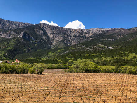 Beautiful view of the vineyards and high mountains. Walk uphill through a dry grass field with vineyards. Green forest in the mountainsの写真素材