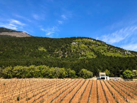 Beautiful view of the vineyards and high mountains. Walk uphill through a dry grass field with vineyards. Green forest in the mountainsの写真素材