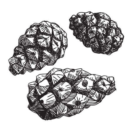 Set of pine cones. black contour on a white background. のイラスト素材