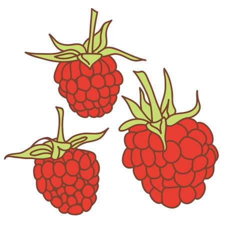 ripe raspberry isolated on white background.のイラスト素材