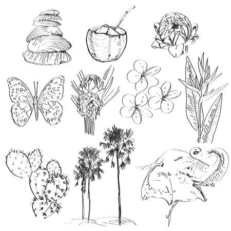 Set doodle sketch Strelitzia plumeria lotus elephant, palm coconut, cactus, butterflies and seashells vectorのイラスト素材