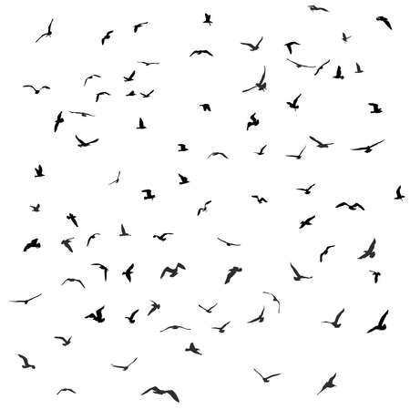 Birds, gulls, black silhouette on white background Vectorのイラスト素材