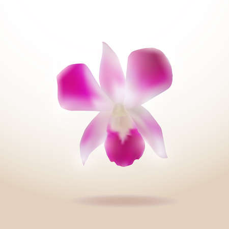 Beautiful Orchid isolated on white background. Vector illustrationのイラスト素材
