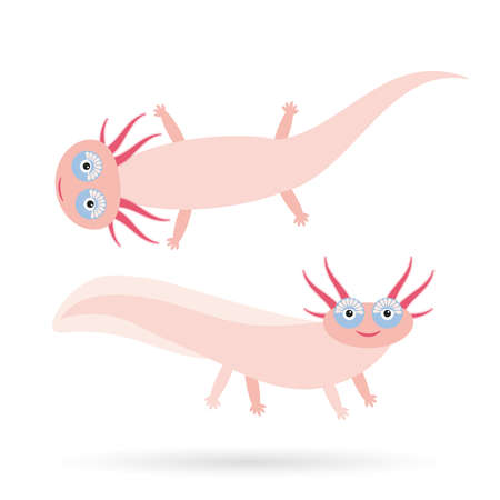Cute pink Axolotl Cartoon character (Mexican salamander, Ambystoma mexicanum) albino aquarium animal on white background. Vector illustrationのイラスト素材