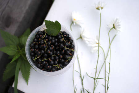 Fresh ripe black currants in a white plastic cup and flower daisiesの写真素材