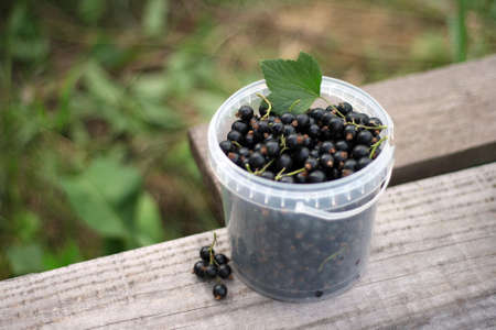 Fresh ripe black currants in a white plastic cup on wooden tableの写真素材