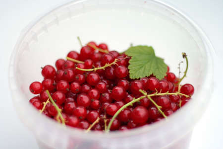 Ripe red currants in white plastic cup on white backgroundの写真素材
