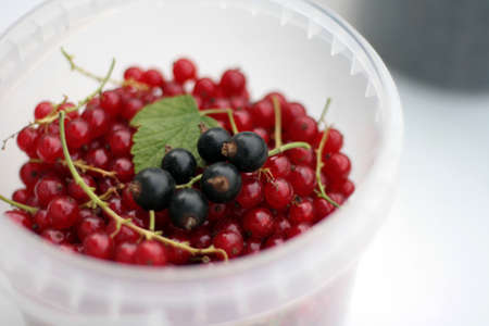 Ripe red currants in white plastic cup on white backgroundの写真素材