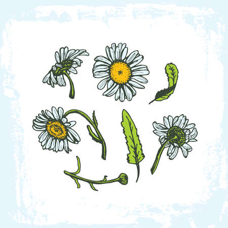 drawing daisies on a white background set of flowers leaves branches, grunge frame on white background. Vector illustrationのイラスト素材