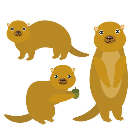 Set of funny Gopher ground squirrel isolated with acorn on white background. Vector illustrationのイラスト素材
