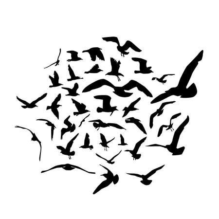 Seagulls black silhouette on white background. Vector illustrationのイラスト素材