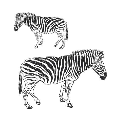 Black and White Zebra portrait sketch isolated on white background. Vector illustrationのイラスト素材