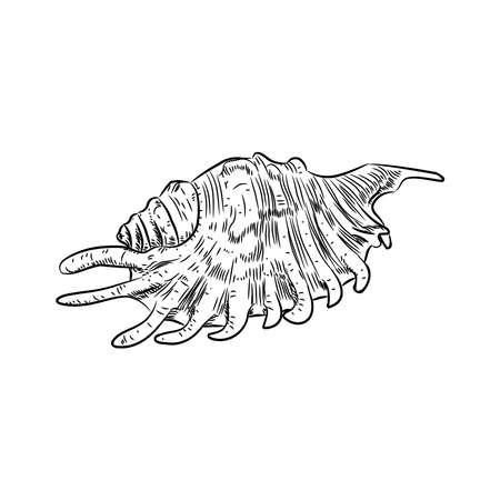 Lambis spider conch Chicoreus aculeatus, shell sea snail Unique shells, molluscs Gastropoda. Sketch black contour on white background. Vector illustrationのイラスト素材