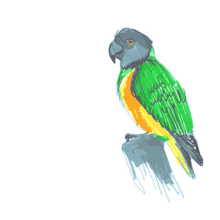 Senegal Parrot Poicephalus Senegalus From West Africa Sketch Markers Freehand Drawing Vector Illustration Royalty Free Vector Graphics