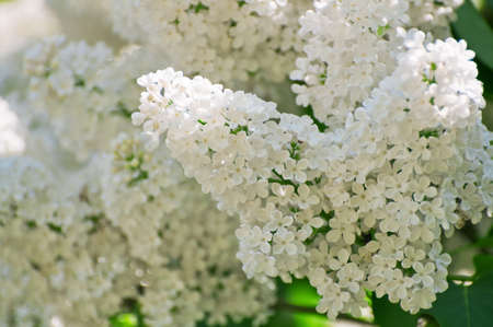 White Lilacの写真素材