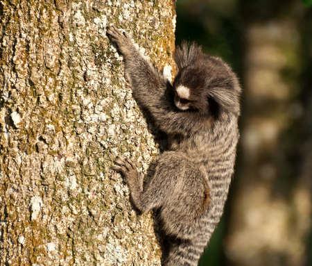 Monkey Marmoset in Rio de Janeiro  Brazilの写真素材