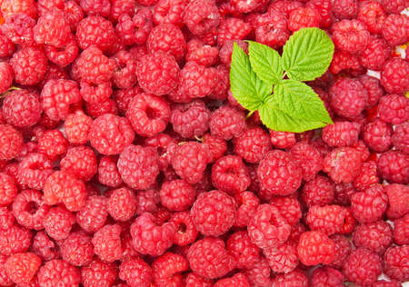 Red fresh raspberry background